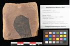 Foto (Objekt + Etikett) von Quercus palaeoilex Ettingshausen (NHMW-GEO-2024-0188-0955)